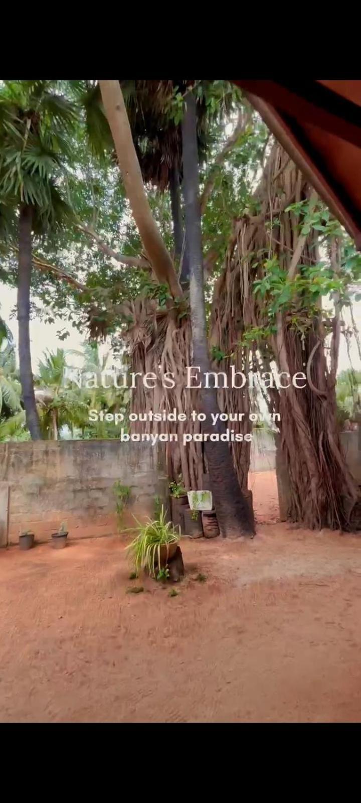 Cool Banyan