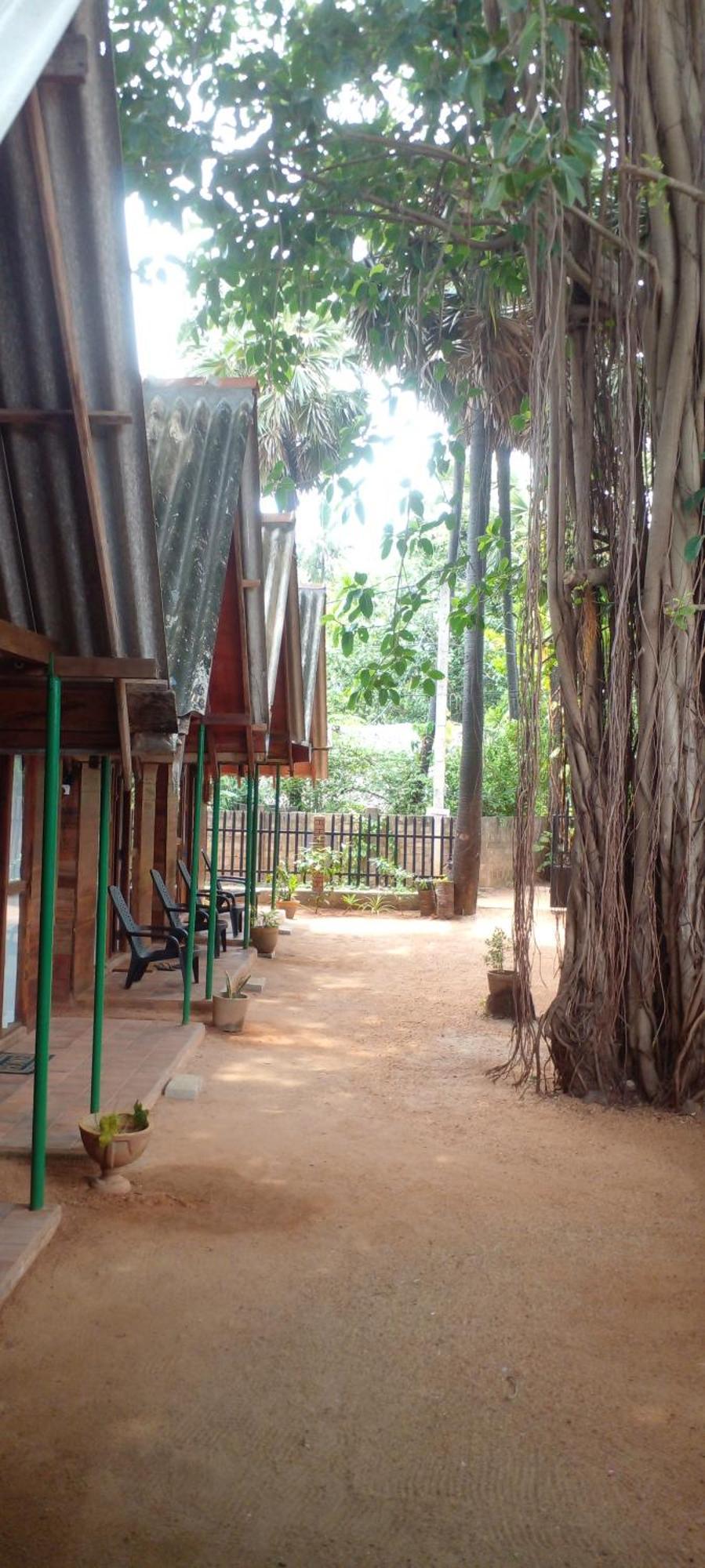 Cool Banyan *