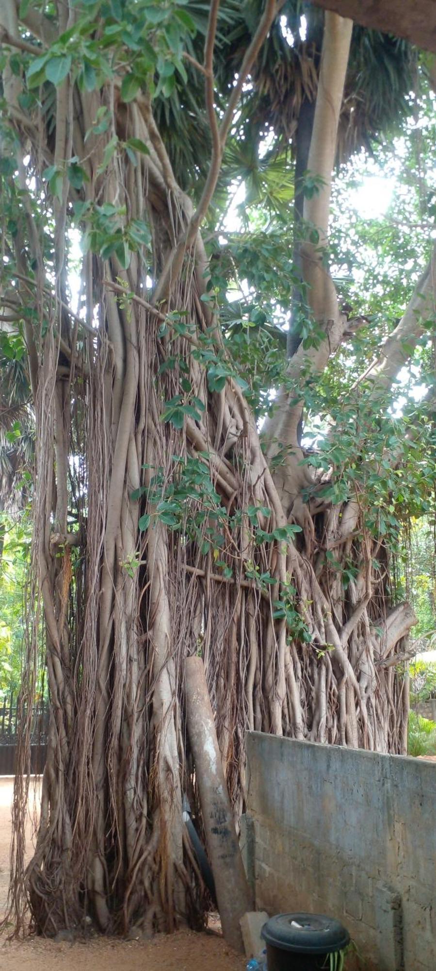 Cool Banyan